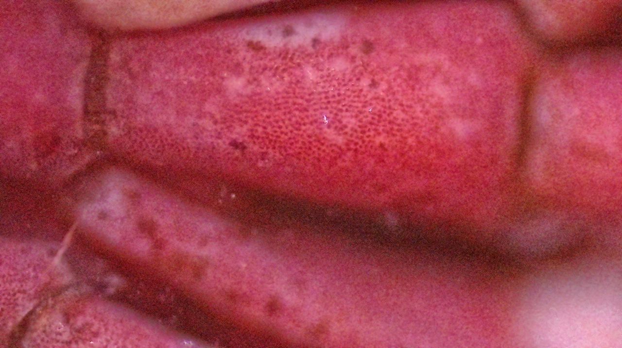 Architetture di pietra: le alghe coralline